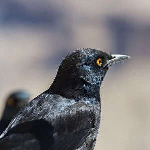 Pale-winged Starling -Onychognathus nabouroup-, Fish River Canyon, Namibia