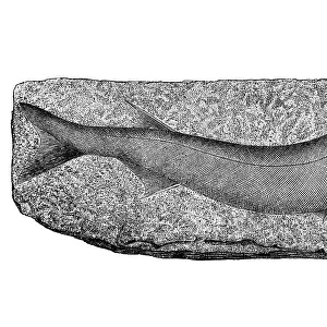 Paleozoic Era, Acanthodes (fish)