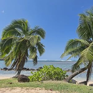 Palm trees on the beach, Kauai, Hawaii, United States