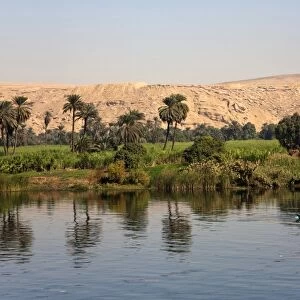 Palm trees reflected in the Nile, Egypt, Africa