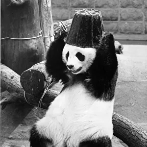 Panda Head Bucket