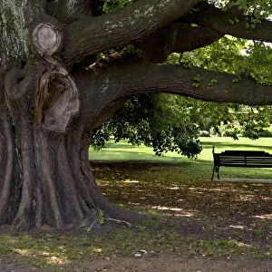 A park bench under a huge old elm -Ulmus glabra- in Hagley Park, Christchurch Central, Christchurch, Canterbury Region, New Zealand