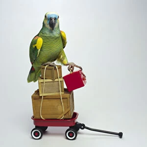 Parrot with boxes in wagon