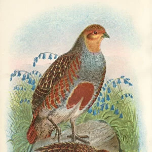 Partridge birds from Great Britain 1897