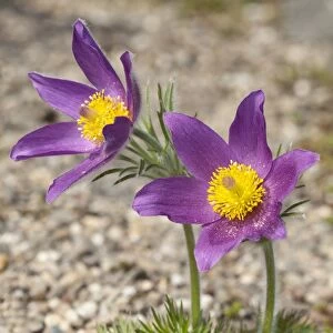 Pasque Flowers -Pulsatilla vulgaris-