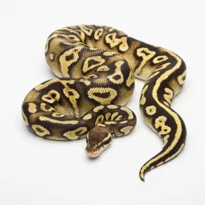 Pastel Phantom Yellow Belly Ball Python Print Pastel Phantom Yellow Belly Ball Python Print