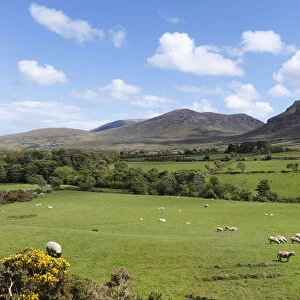 Pastures with grazing sheep, Mourne Mountains, County Down, Northern Ireland, Ireland, Great Britain, Europe