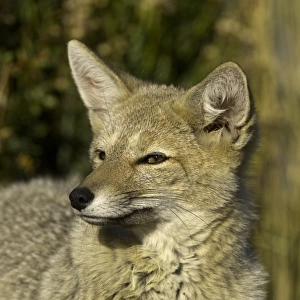 Patagonia fox, Chile