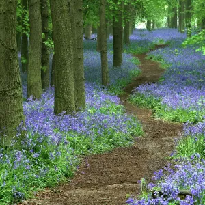 Path through bluebell (Hyacinthoides non-scripta) forest, Ashridge, Hertfordshire, England