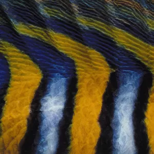 Pattern on Royal Angelfish