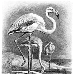 Pelican engraving 1892