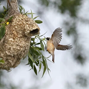 Penduline Tit -Remiz pendulinus-, approaching the nest to supply feed for young, Mecklenburg-Western Pomerania, Germany
