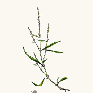 Persocaria plant