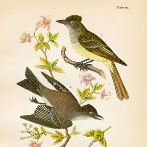 Pewee Flycatcher Phoebe bird lithograph 1890