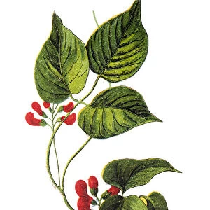 Phaseolus coccineus, known as runner bean, butter bean, scarlet runner bean, or multiflora