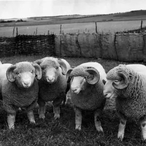 Dorset Horned Rams Print, 1949 Dorset Horned Rams Print, 1949