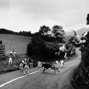 Hound Trailing Print - Hounds Jumping a Hedge in Troutbeck Hound Trailing Print - Hounds Jumping a Hedge in Troutbeck