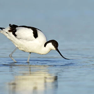 Pied Avocet -Recurvirostra avosetta- foraging for food, Oosterend, Oosterend, Texel, West Frisian Islands, province of North Holland, The Netherlands