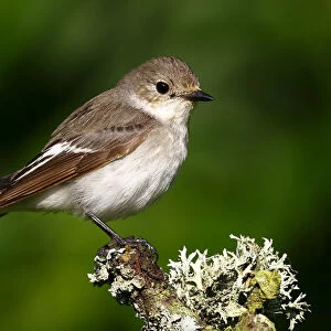 Pied flycatcher -Ficedula hypoleuca-, male sitting on a moss-covered branch