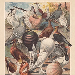 Pigeons, lithograph, published in 1893