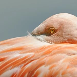 Pink Flamingo -Phoenicopterus ruber roseus-