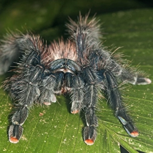 Spiders Collection: Peruvian Pinktoe Tarantula