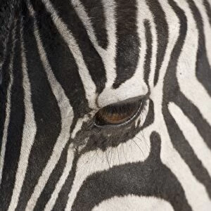 Plains zebra (Equus burchelli), close-up of eye