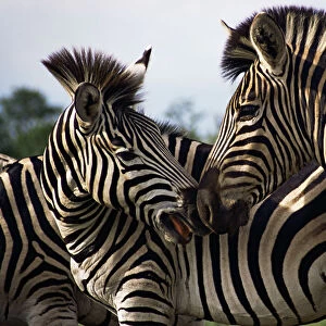 Plains Zebra, Kruger National Park, South Africa