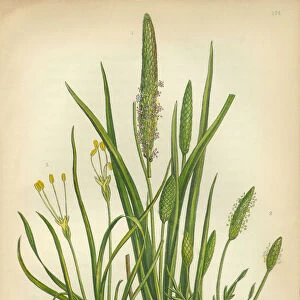 Plantain, Banana, Buckthorn, Rhamnus, Greater Plantain, Victorian Botanical Illustration