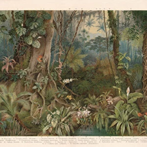 Plants of the rainforest, chromolithograph, published in 1898
