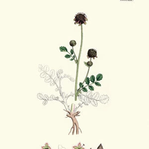 Plants, Sanguisorba minor, salad burnet, 19th Century print