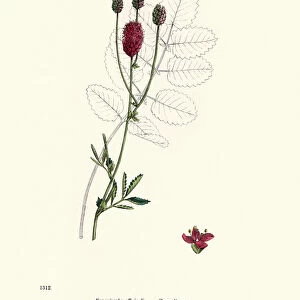 Plants, Sanguisorba officinalis, great burnet, 19th Century print
