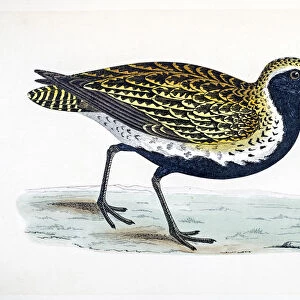 Plover bird 19 century illustration
