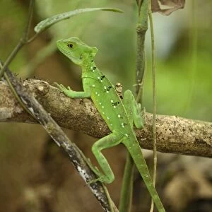 Plumed basilisk, Green basilisk, Double crested basilisk or Jesus Christ lizard -Basiliscus plumifrons-, female, perched on a branch, La Fortuna, Costa Rica, Central America