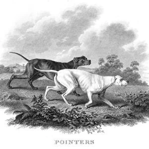 Pointers engraving 1812