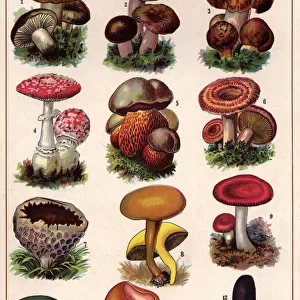Poisonous Fungi