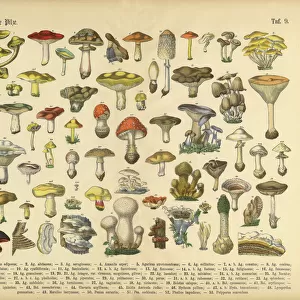 Botanical Illustrations Greetings Card Collection: Book of Practical Botany