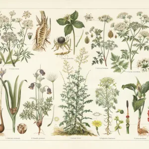 Poisonous plants, lithograph, published in 1897