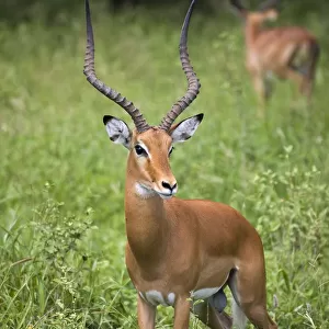 Portrait of impala, Serengeti National Park, United Republic of Tanzania