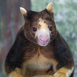 Posing tree kangaroo