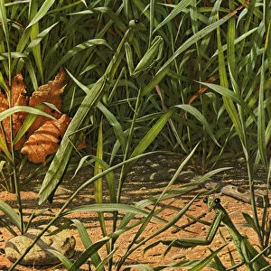 Praying Mantis in Grass