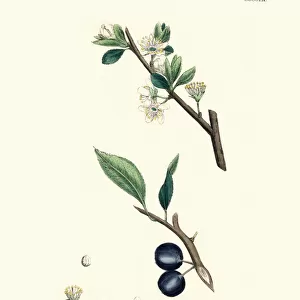 Prunus insititia, Bullace, Plum tree, Floral print