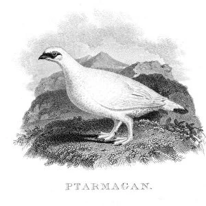 Ptarmigan bird engraving 1802