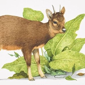 Pudu Mephistopheles, small brown deer with short horns