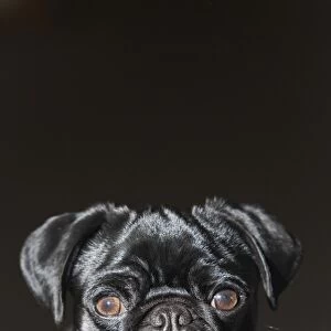 Pug puppy, black, portrait