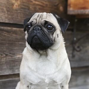 A pug sitting on a wooden bench