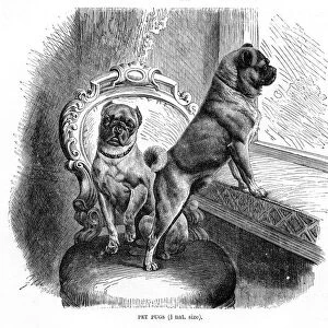 Pugs engraving 1894