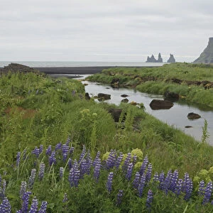 Purple Lupines (Lupinus) alongside a river on the coast, Vik, Iceland, Europe