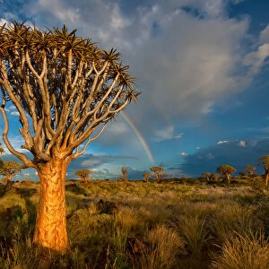 The Quiver Tree Forest with a rainbow at sunset shortly after a summer thunderstorm. Keetmanshoop, Namibia
