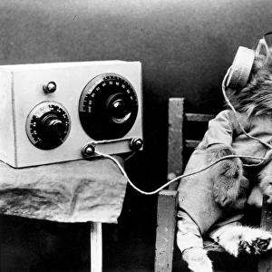 Radio Cat